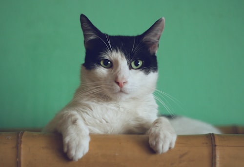 Dra Caroline Ceron examinando gato no consultório